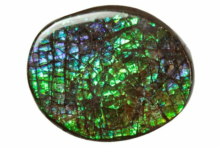 Flashy Ammolite (Fossil Ammonite Shell) - Greens & Blues #357637